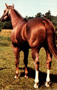 Horses Mac By Bar Champion Red Roan Stallion Bay Meadow Farm Maineville Ohio