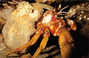 Hermit Crab Mystic Marinelife Aquarium - Mystic, Connecticut CT