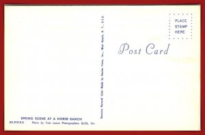 Spring Scene At A Horse Ranch - [MX-1156]