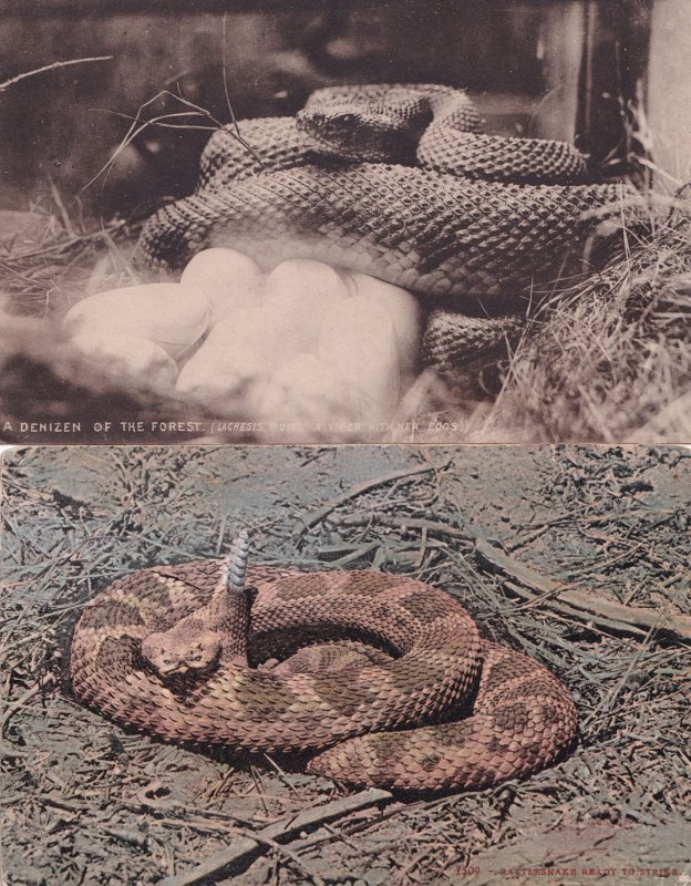 Viper & Baby Snake Eggs Rattlesnake 2x Antique Postcard s