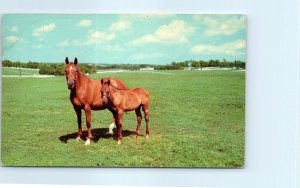 Postcard - Mother And Son, Kentucky Thoroughbreds - Kentucky