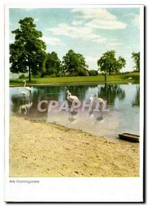 Postcard Modern Höhenpark Killesberg Am Flamingosee