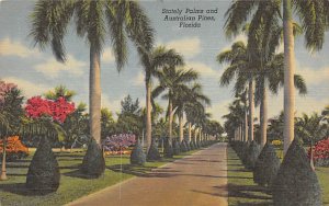 Stately Palms and Australian Pines - Trees, Florida FL  