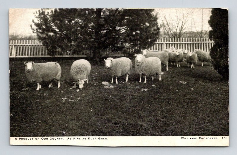 CU Williams Photoette Bloomington Illinois Black White Animlas Sheep Postcard