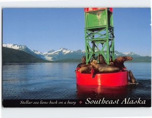 Postcard Stellar sea lions bask on a buoy, Southeast Alaska