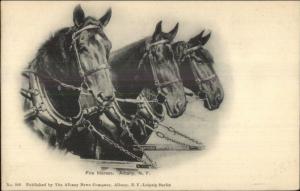 Albany NY Fire Horses Harnessed c1905 Postcard EXC