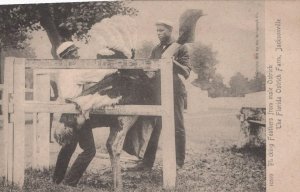PICKING FEATHERS MALE OSTRICH FARM JACKSONVILLE FLORIDA ETHNIC POSTCARD (c.1905)
