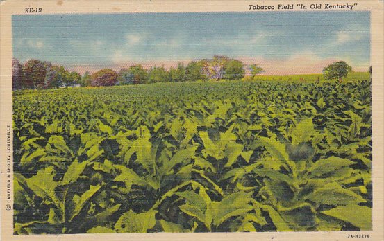 Tobacco Field In Old Kentucky Curteich