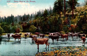 Cows Dairy Herd At The Stream