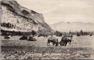 Buffalo in Park Banff Alberta AB Unused Postcard E34