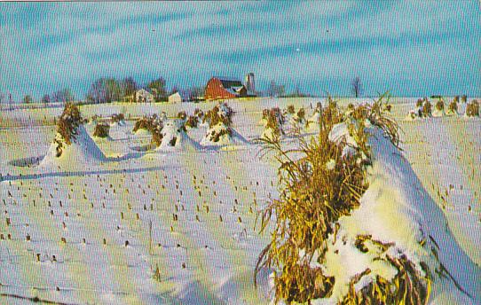 Corn Stalks It's Winter In Michigan