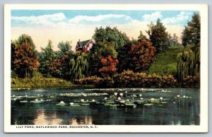 Maplewood Park  Rochester  New York  Postcard
