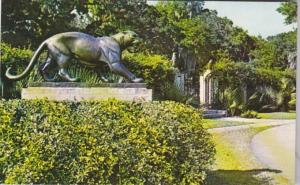South Carolina Murrells Inlet Panther Brookgreen Gardens