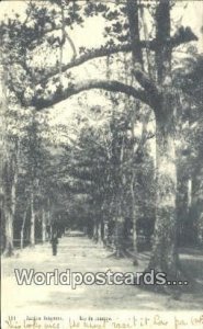 Jardim Botanico Rio De Janeiro Brazil 1906 