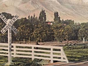 Postcard  View from Railroad of Citrus Trees and Mountain in January, CA  Y8