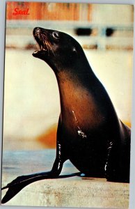 Postcard TX Houston Zoo Seal