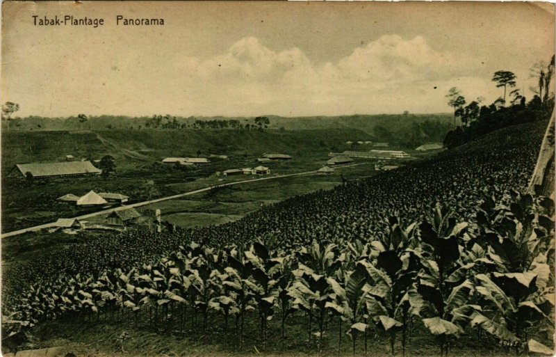 CPA AK INDONESIA Tabak-Plantage. Panorama (340830)