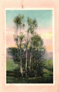 Vintage Postcard 1911 Beautiful Picturesque Forest Trees Nature Greenery