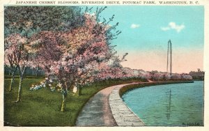 Vintage Postcard 1927 Japanese Cherry Blossoms Riverside Potomac Park W. DC