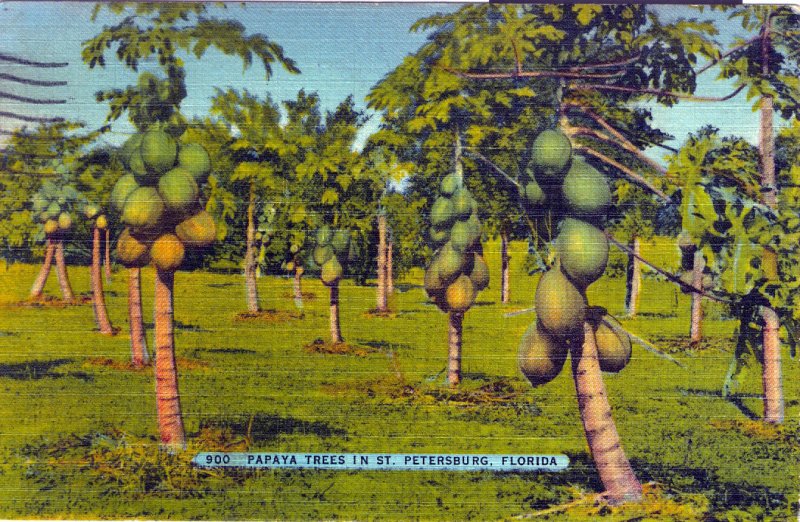 [ Linen ] US Florida St. Petersburg - Papaya Trees