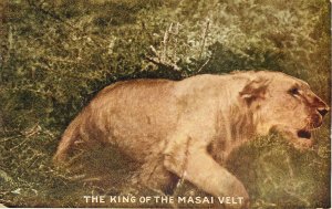 Teddy Roosevelt African Expedition Postcard Capper Series King of The Masai Velt