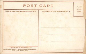 View of Tree Puerto Rico Postcard