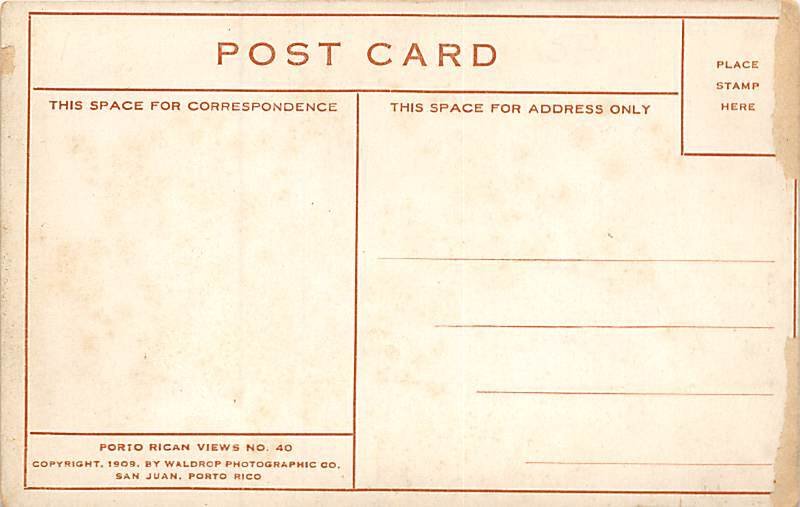 View of Tree Puerto Rico Postcard