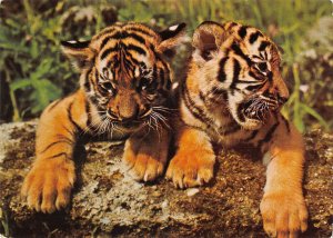 US4283 Junge Tiger Panthera Tigris Animaux
