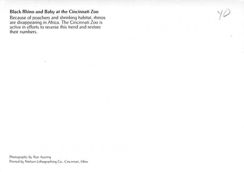 Black Rhino At Cincinnati Zoo, Cincinnati, Ohio 