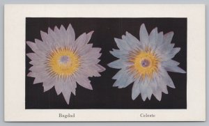 St Louis Missouri~Bagdad & Celeste Flowers Botanical Gardens~Vintage Postcard