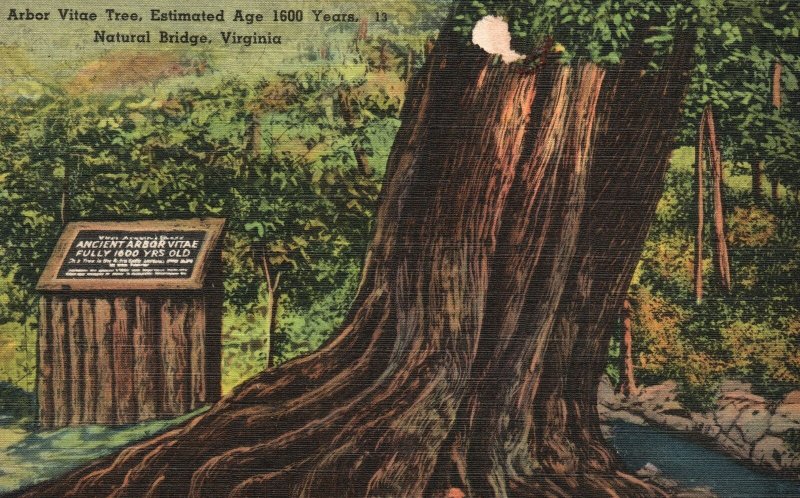 Vintage Postcard 1930's Arbor Vitae Tree Aged 1600 Years Natural Bridge Virginia 