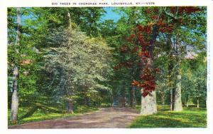 Big Trees in Cherokee Park, Louisville, KY c1945 Vintage Postcard F11