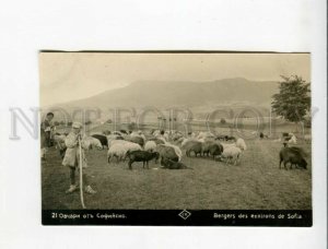 3173286 BULGARIA SOFIA sheepherds Vintage real photo postcard