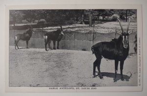 Antelopes St louis Zoo 1947 Vintage Unposted Wild Animals Vintage White Border