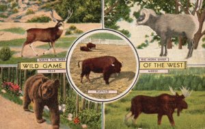 1950 Wild Game of the West Animal Bear Buffalo Moose Deer Sheep Vintage Postcard