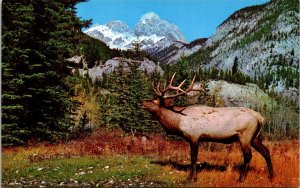 North American Elk Wapiti Banff National Park Canadian Rockies Postcard