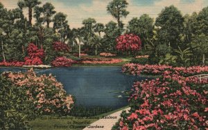 Vintage Postcard 1930's  View of Azalea Time Cypress Gardens Florida FL