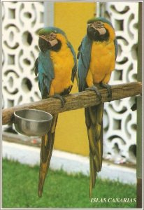 Parrot Birds.  Islas Canarias Nice modern Spanish postcard