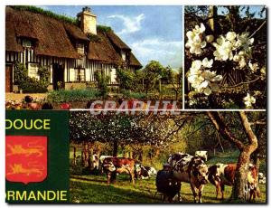 Postcard Modern Colors And Lumiere De La Douce France Normandy Cow Folklore