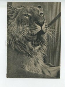 463346 USSR 1939 Moscow zoo Apollo is cross between tiger and lion edition 8000