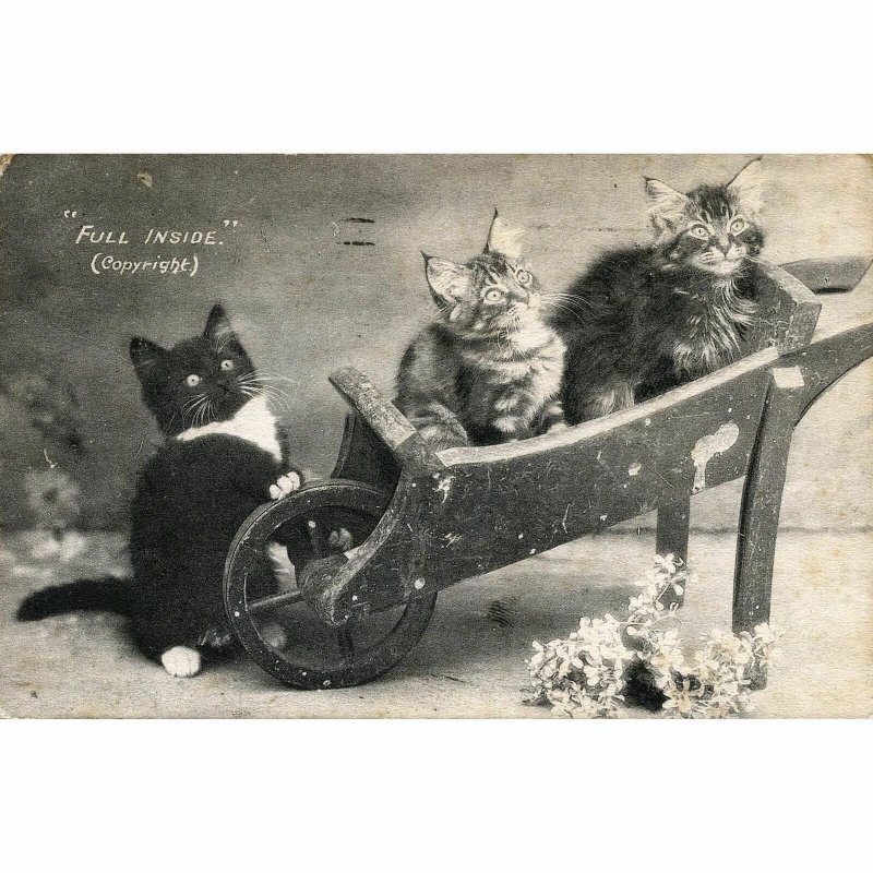 Postcard of Kittens in Wheelbarrow 'Full Inside' 