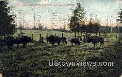 Buffalos, Point Defiance Park - Tacoma, Washington WA  