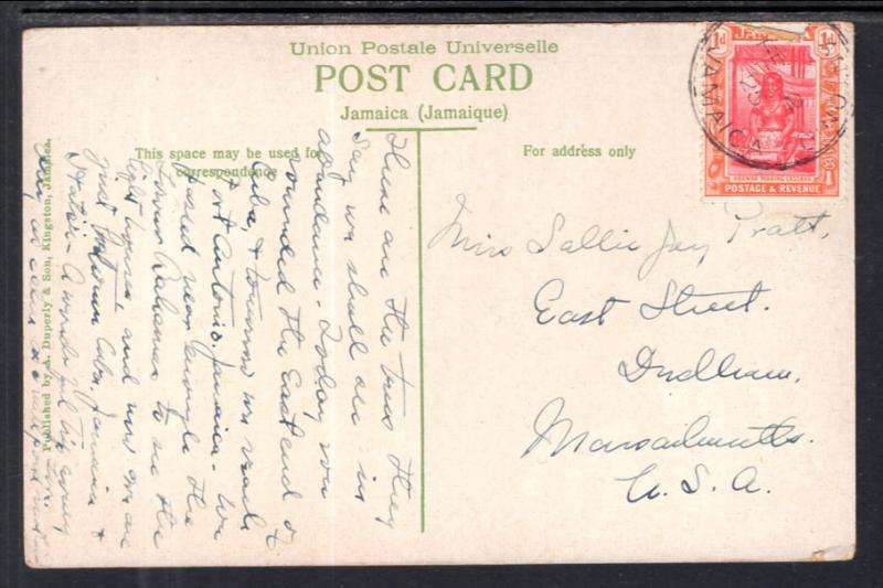 Greetings From Jamaica,Bearing Cocoa Tree