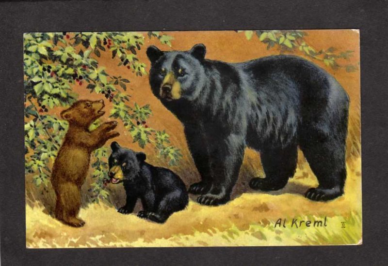 Painting Black Bears Cubs Animals Al Kreml Artist Signed Postcard Carte Postale