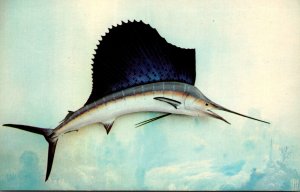 Florida Sport Fish The Sailfish