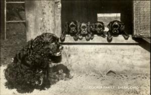 Salem OH Cocker Spaniels Dogs Real Photo Postcard