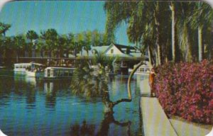 Florida Silver Springs The Horseshoe Palm