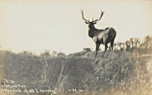 ELK~WILD & FREE~MONARCH OF ALL I SURVEY~PATTERSON #21 REAL PHOTO 1930s POSTCARD