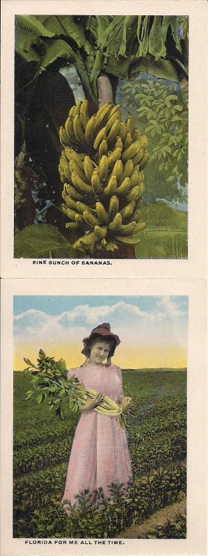 Florida Produts, Fruit, Food 1910 Mini Postcard Folder FL,