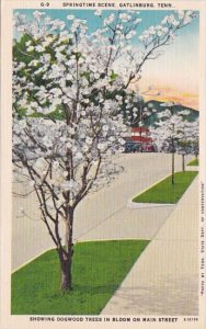 Tennessee Gatlinburg Springtime Scene Showing Dogwood Trees In Bloom On Main ...